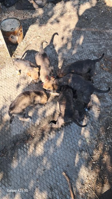 Собачата на підприємстві