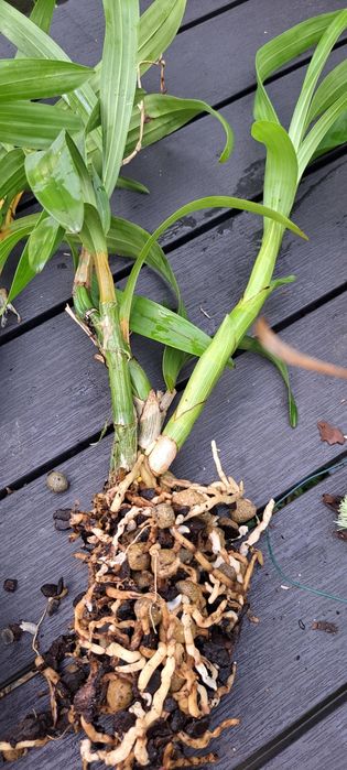 Vendo Orquídea Ansellia africana