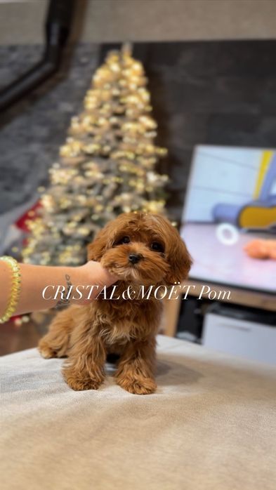 КарамельныйТикап мальчик.Кавапу(мальтипу)микро,Китай.5 месяцев990грамм