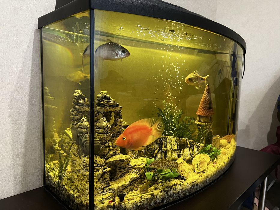 Акваріум 120л.  Рибки
