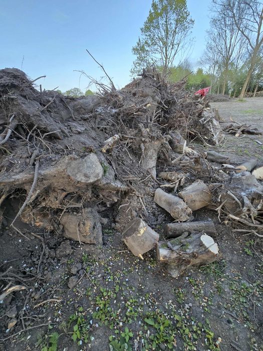 Oddam za darmo korzenie