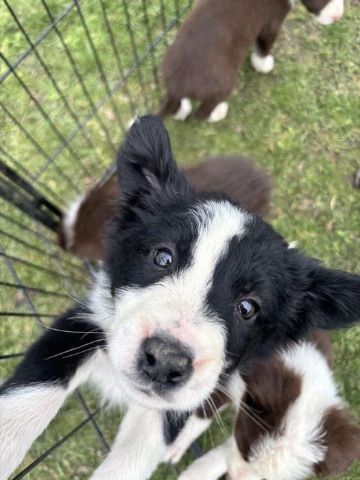 Czarno-Biały piesek border collie Gotowy do odbioru