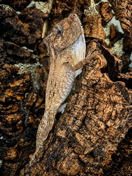 Anolis brodaty- nsex