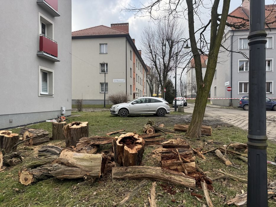 Wycinka drzew i krzewów/ przycinanie koron drzew