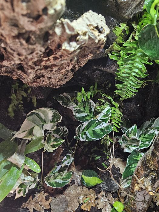 Terrarium tropikalne 60x40x100 powiększona wentylacja kameleon