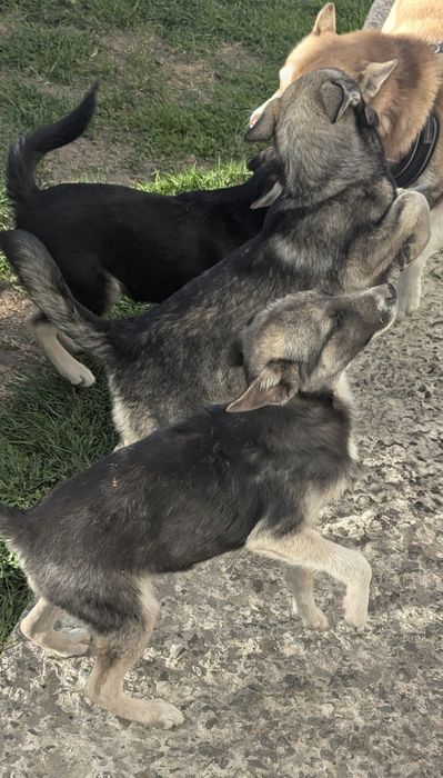 Метис хаскі віддам