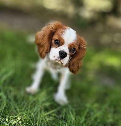 Cavalier King Charles Spaniel – Psy – szczeniaki, dorosłe OLX