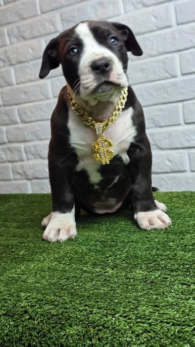 American bully xl
