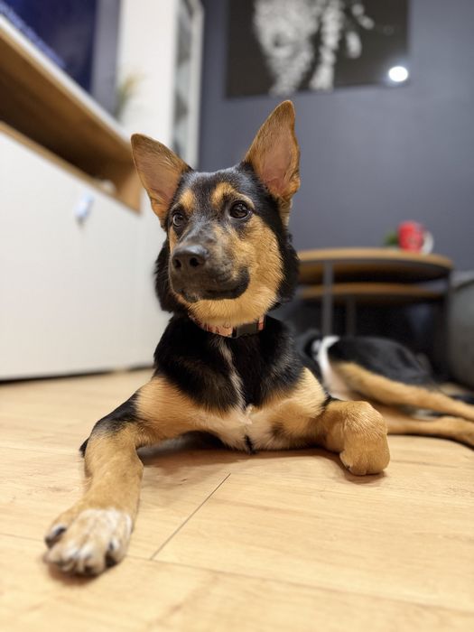 Lili 9 miesieczna suczka szuka domu