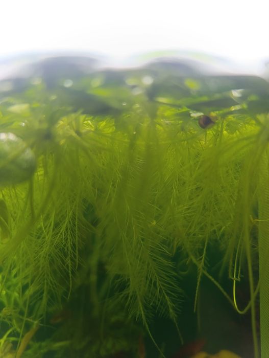 Акваріумні рослини