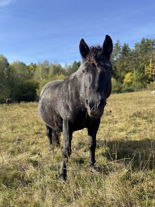 Klacze huculskie w różnym wieku