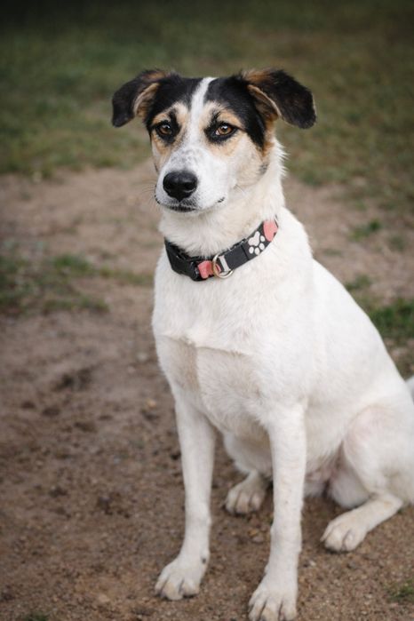 Cudowna Żelka czeka na dom