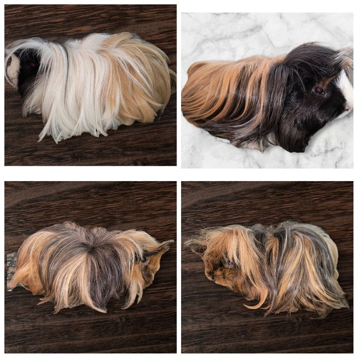 Можлива доставка морські св