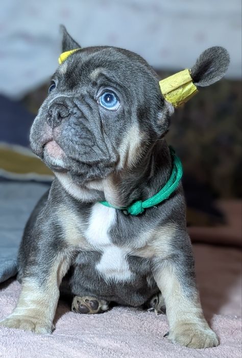 Лялькові французи