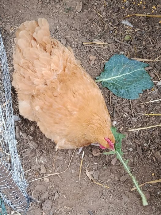 Ovos  de orpington