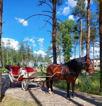 Жеребець 2017 року 170 в холці Совецький ваговоз (без докум)
