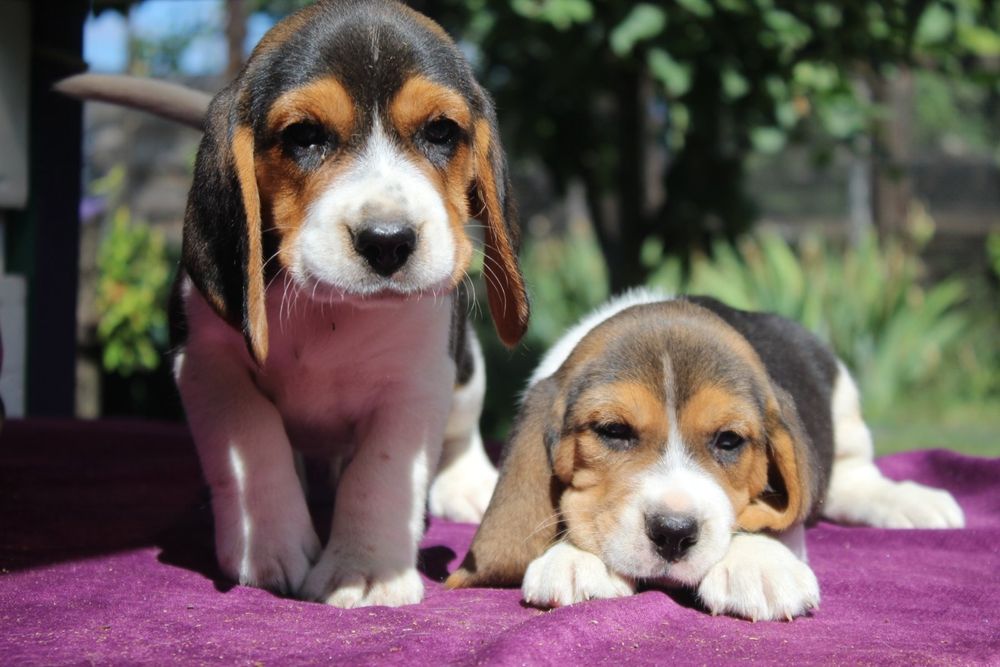 Дівчата бигль цуценя