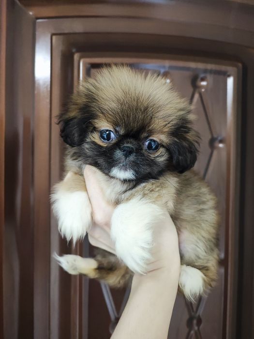 Милейшая красотка пекинесочка