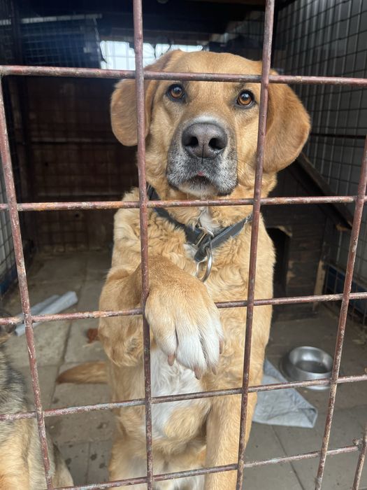pies oddam do adopcji za darmo