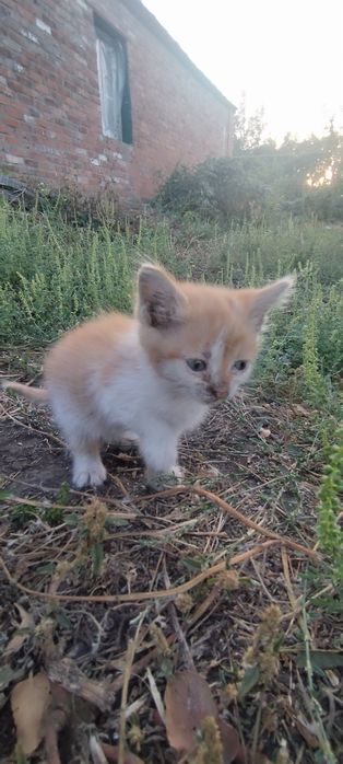 Отдам бесплатно котят