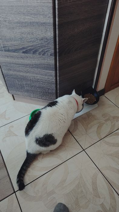 Шукаємо люблячі руки для кішки!