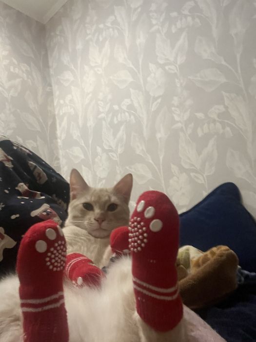 Новорічні шкарпетки для кота/собаки