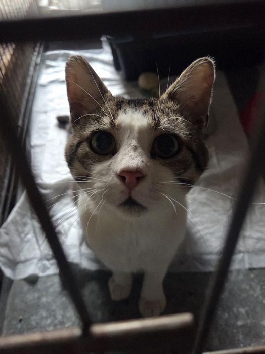 Кіт кот котик сіро-білий смугастий добрий і ласкавий шукає дім