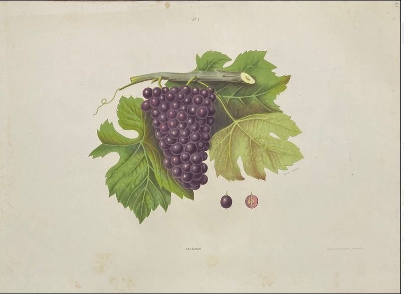 ampelographia do Douro