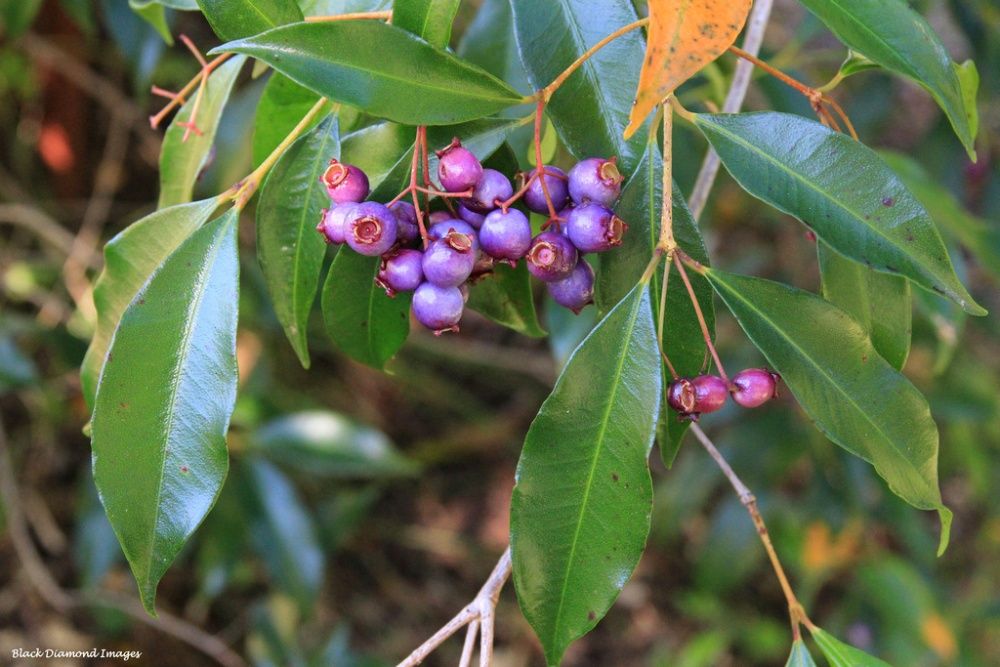 Árvore da cereja Azul - PLANTA VIVA