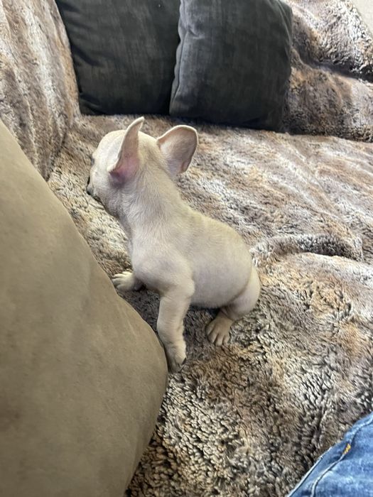 Bulldogue frances
