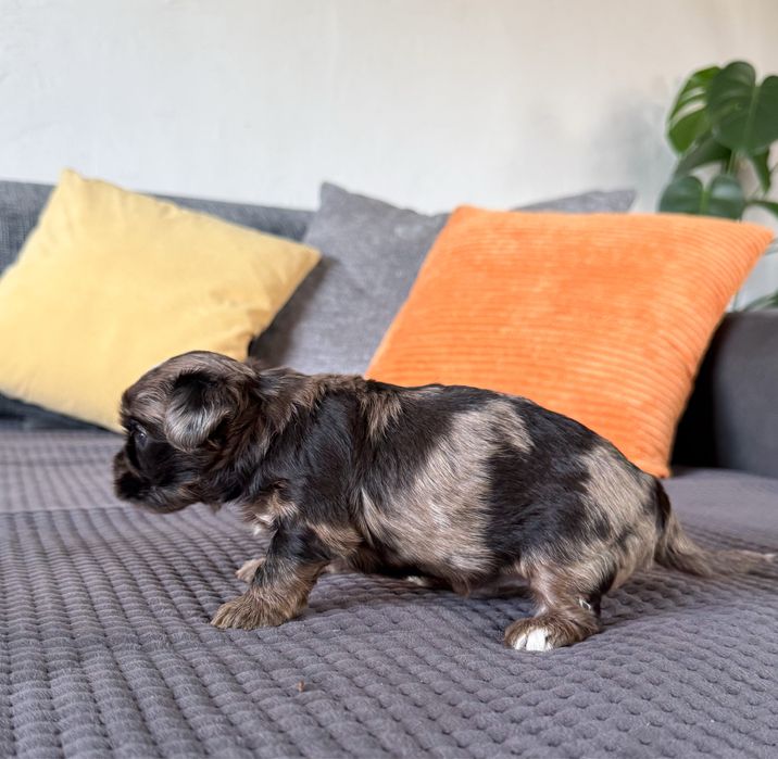 Urocza suczka Merle Yorkshire Terrier