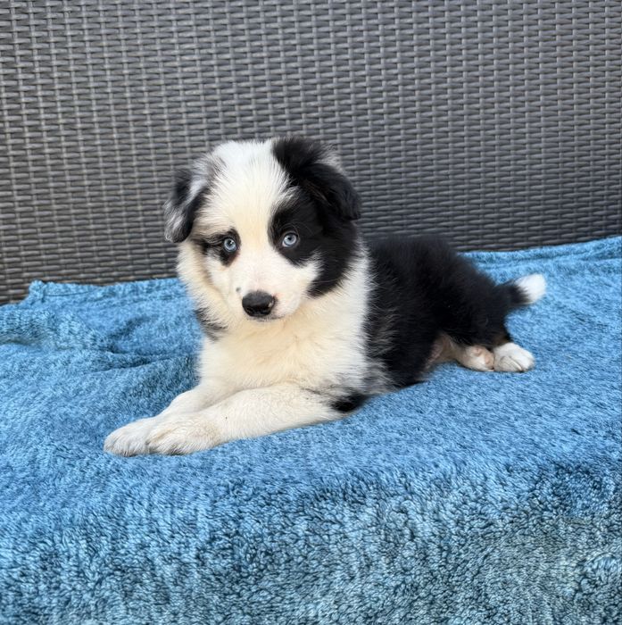 Border Collie piesek niebieskie oczy Desant
