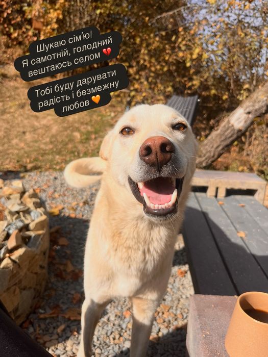 Класнючий пес на кличку «Лис» шукає сімʼю!