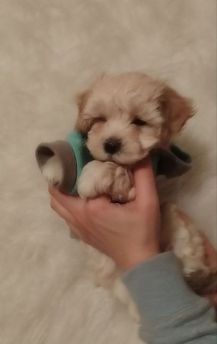 Кукольный малыш мальтипу Ф1