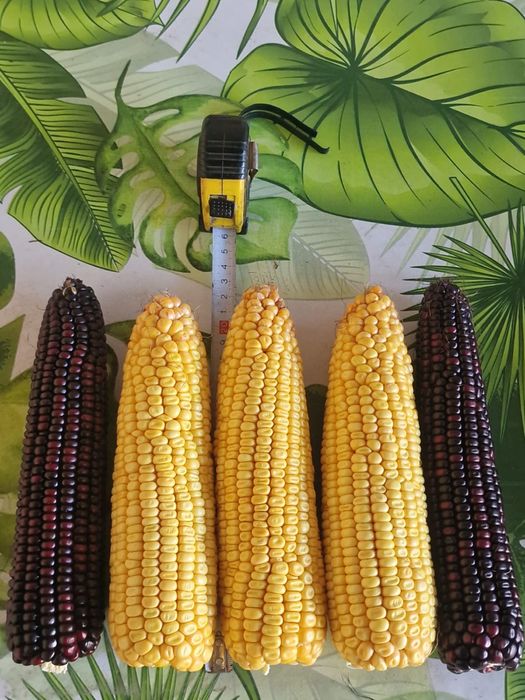 Sprzedam czerwoną kukurydzę suchą