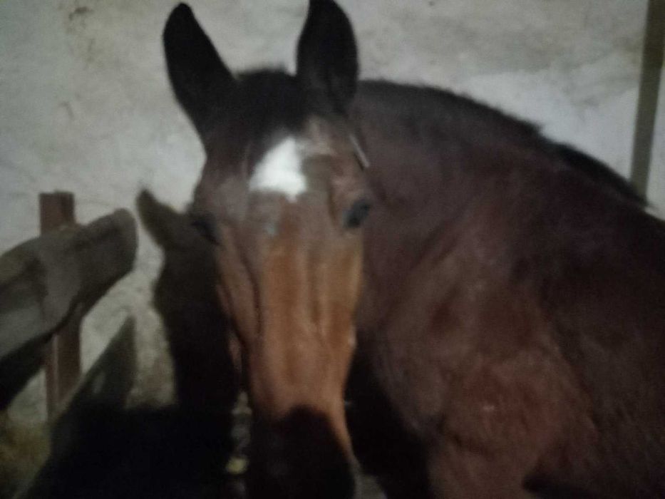 Кінь, робочий, спокійний,16 років.