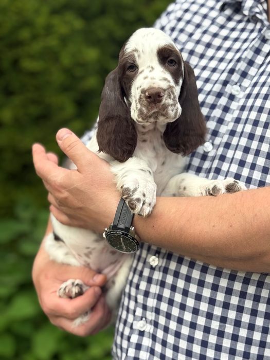 Suczka rasy Springer Spaniel Angielski ZKwP FCI