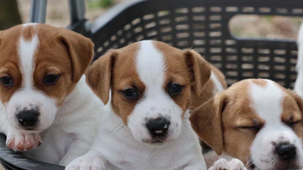 ZAPOWIEDŹ Suczka Jack Russell Terrier  "BREFIO" / bad. genetyczne