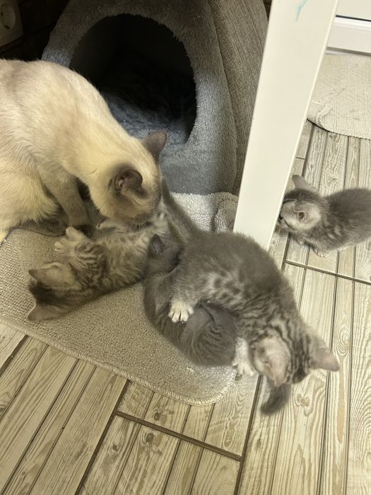 Кошенята шотландці