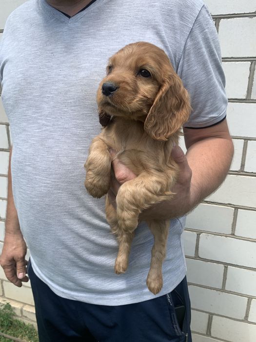 Продам цуценят Кокера