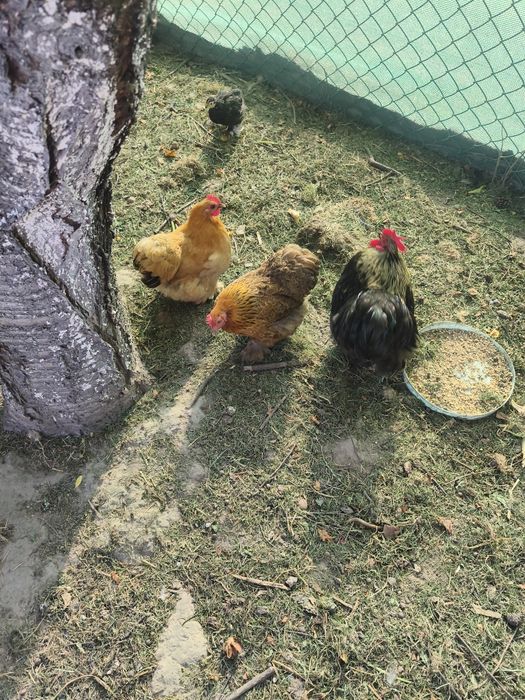 Jajka lęgowe kochin miniaturowy