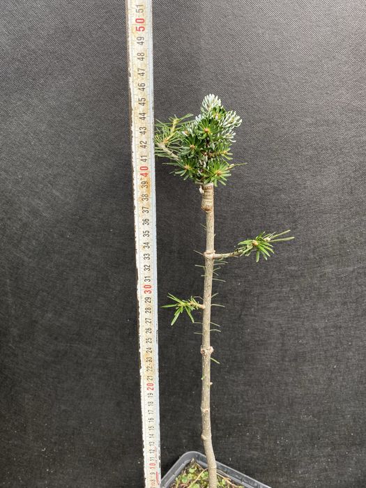 Хвойні на штамбі