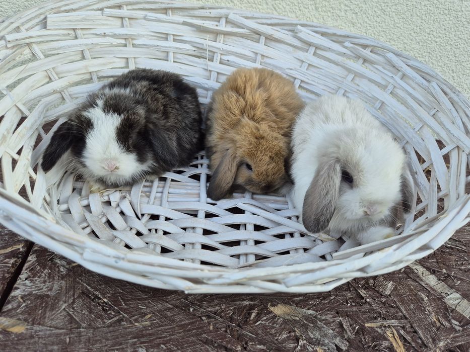 Królik minilopek mini lop