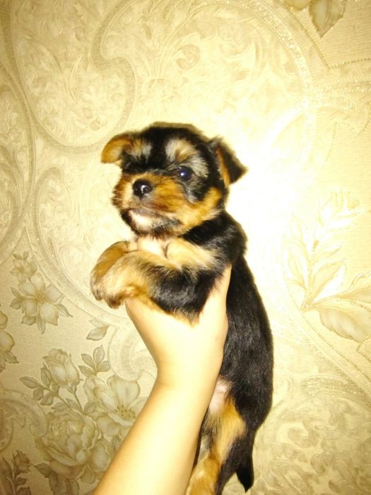 Щенята йорків ,йорчики