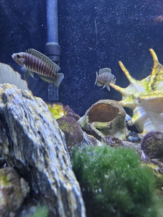 Dobrana stado 9 szt.  Muszlowców (Neolamprologus similis)