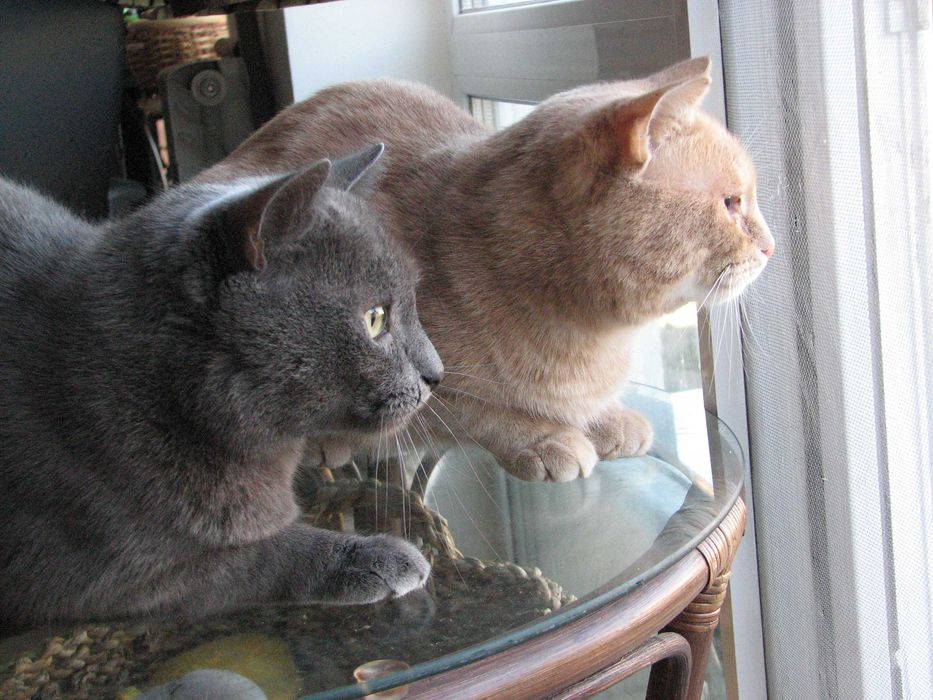 Загубився кіт, окрас сірий, димчастий Київ, вул. Вірменська