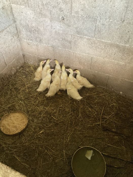 Patos mudos boa qualidade caseiros