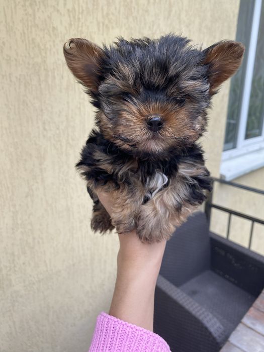 Йоркширський терєр  мініки