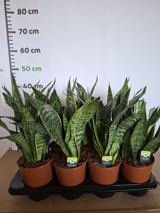 Sansevieria ‘Hahnii’ wężownica WYSYŁKA