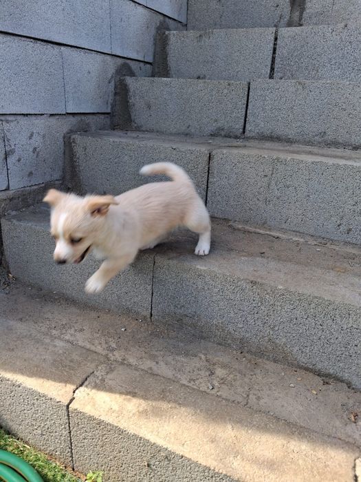 Cachorros porte pequeno